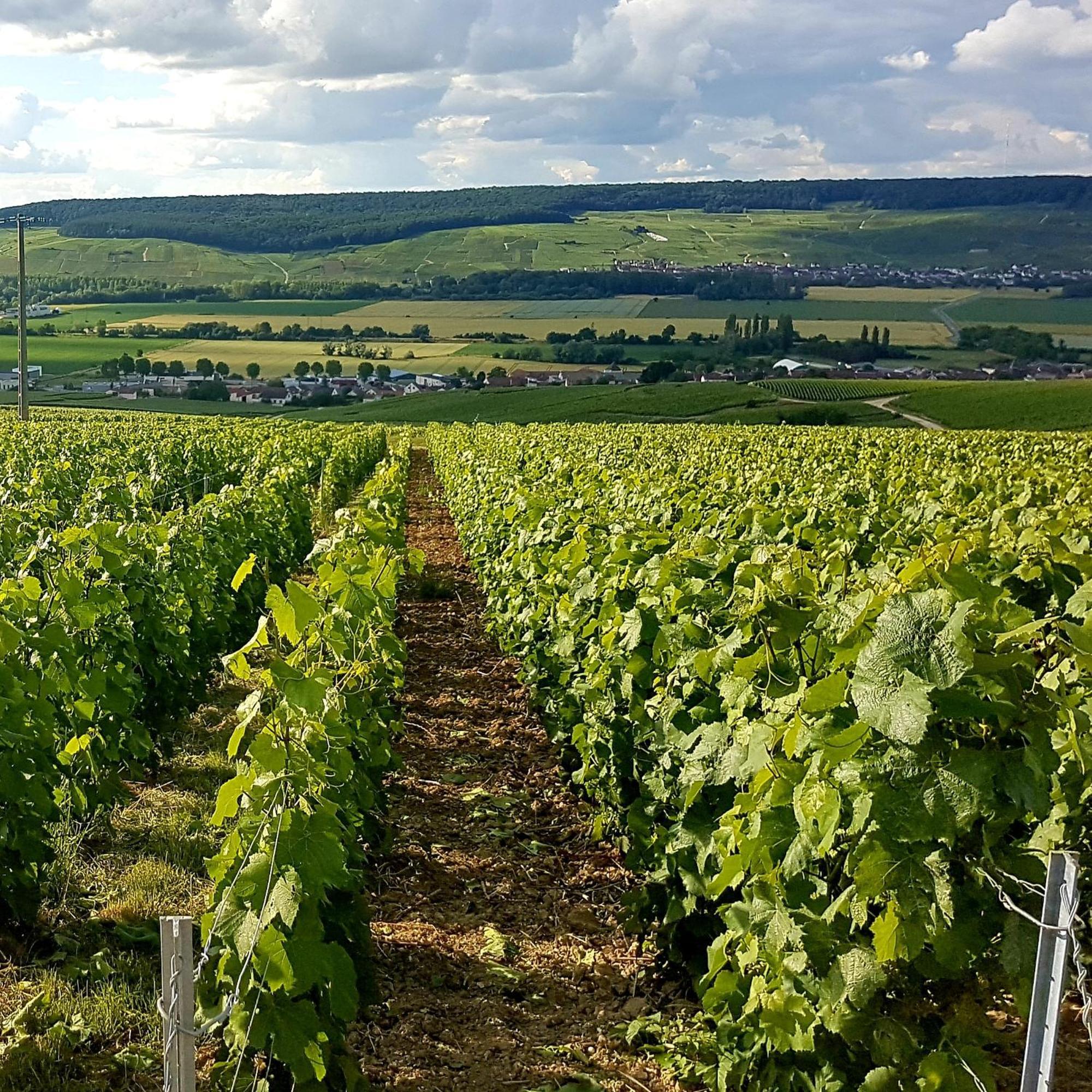 Le Cocon Appartement Proche Epernay Et Maisons De Champagne Ay-Champagne Pokoj fotografie